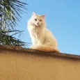 Floff