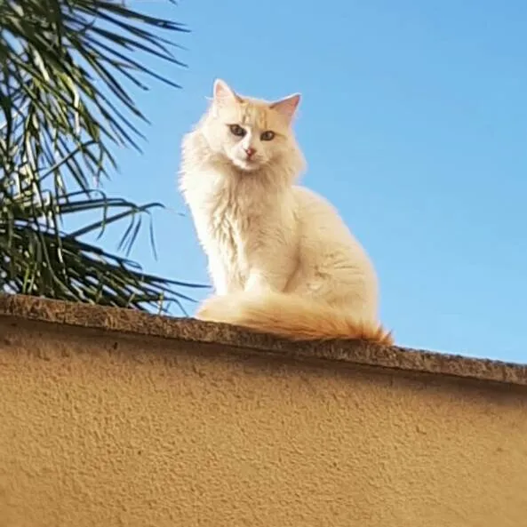 Gato ra a Srd idade 1 ano nome Floff