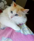 Floff