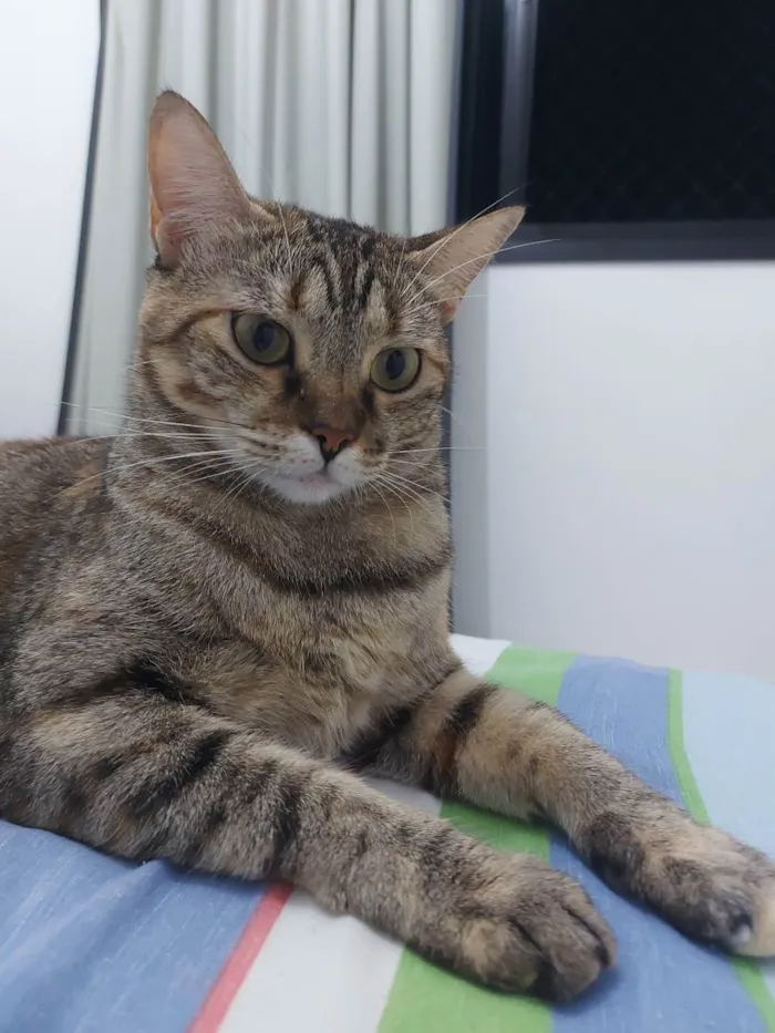 Gato raça Tigrado Manx idade 3 anos nome Nina - CASTRADA