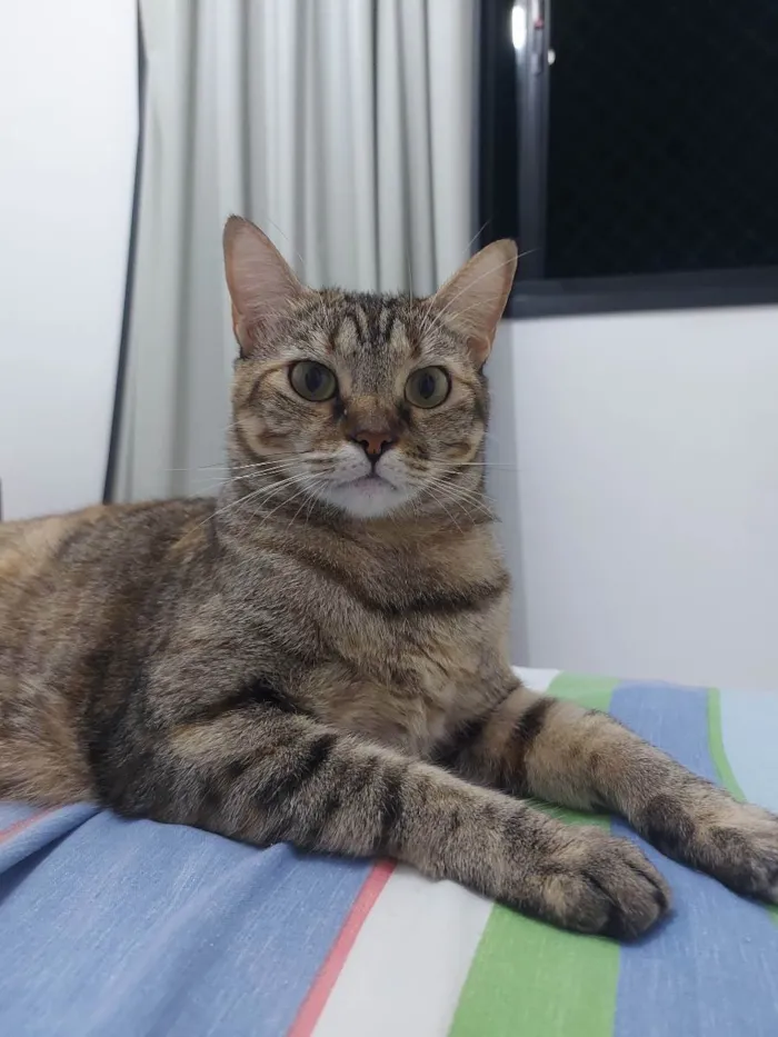 Gato raça Tigrado Manx idade 3 anos nome Nina - CASTRADA