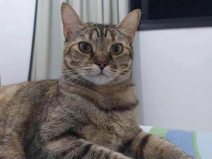Gato raça Tigrado Manx idade 3 anos nome Nina - CASTRADA
