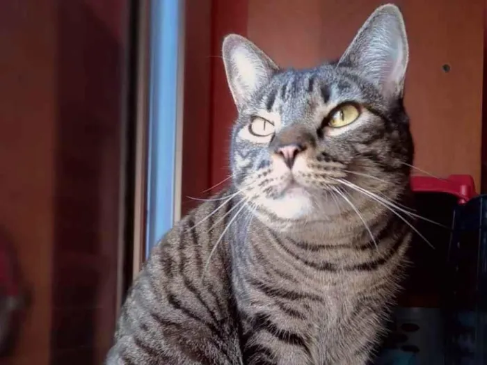 Gato ra a Srd idade 3 anos nome Frodo