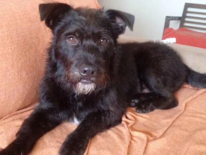 Cachorro raça SRD idade 1 ano nome Barão