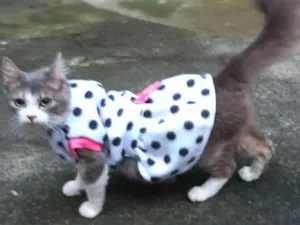 Gato raça srd idade 2 anos nome Brisa