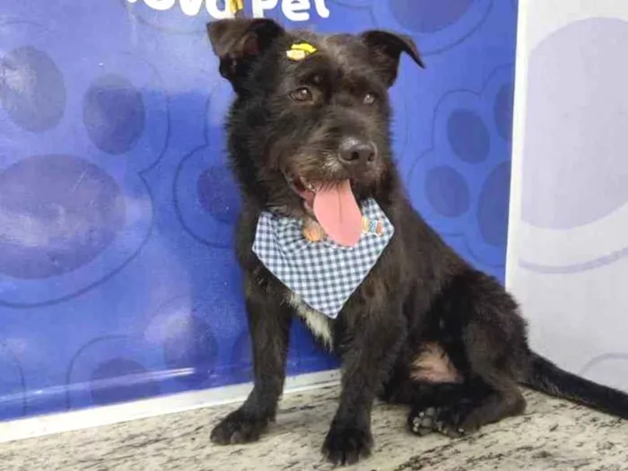 Cachorro ra a SRD idade 1 ano nome Barão