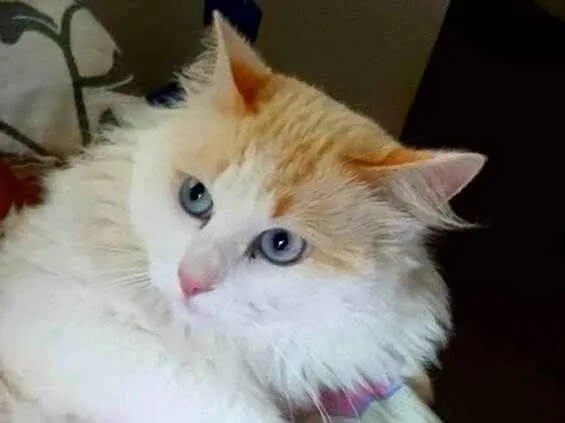 Gato ra a Srd idade 1 ano nome Floff