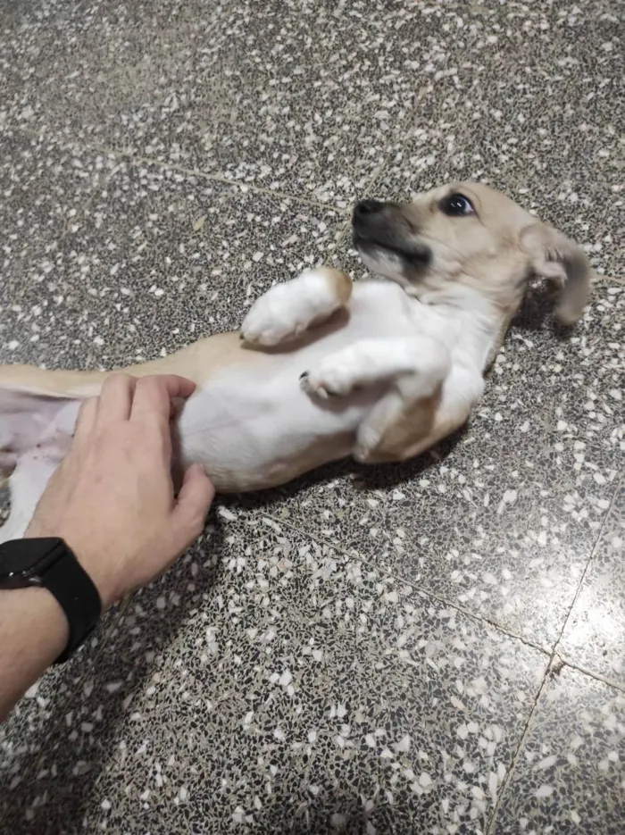 Cachorro ra a SRD idade 2 a 6 meses nome kiara