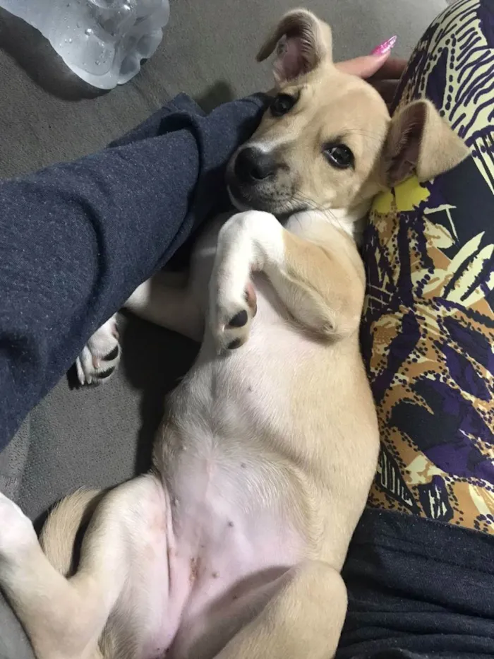 Cachorro ra a SRD idade 2 a 6 meses nome kiara