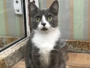Gato raça srd idade 1 ano nome Nicole