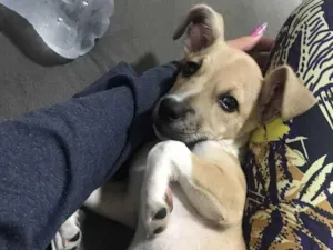 Cachorro raça SRD idade 2 a 6 meses nome kiara