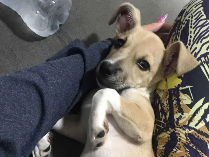 Cachorro ra a SRD idade 2 a 6 meses nome kiara