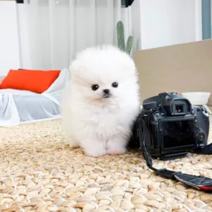 Cachorro raça pomerano idade Abaixo de 2 meses nome Delly e Mally 