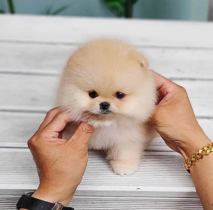 Cachorro raça pomerano idade Abaixo de 2 meses nome  Mally 