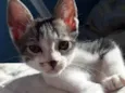 Peter o Gato