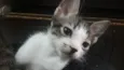 Peter o Gato
