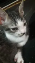 Peter o Gato 