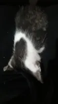 Peter o Gato