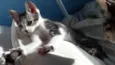 Peter o Gato 
