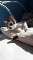 Peter o Gato