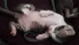 Peter o Gato