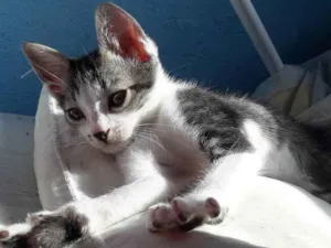 Gato raça SRD( sem raça definida) idade Abaixo de 2 meses nome Peter o Gato 
