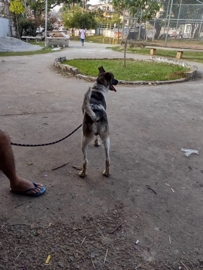 Cachorro ra a SR idade 7 a 11 meses nome Zucky 