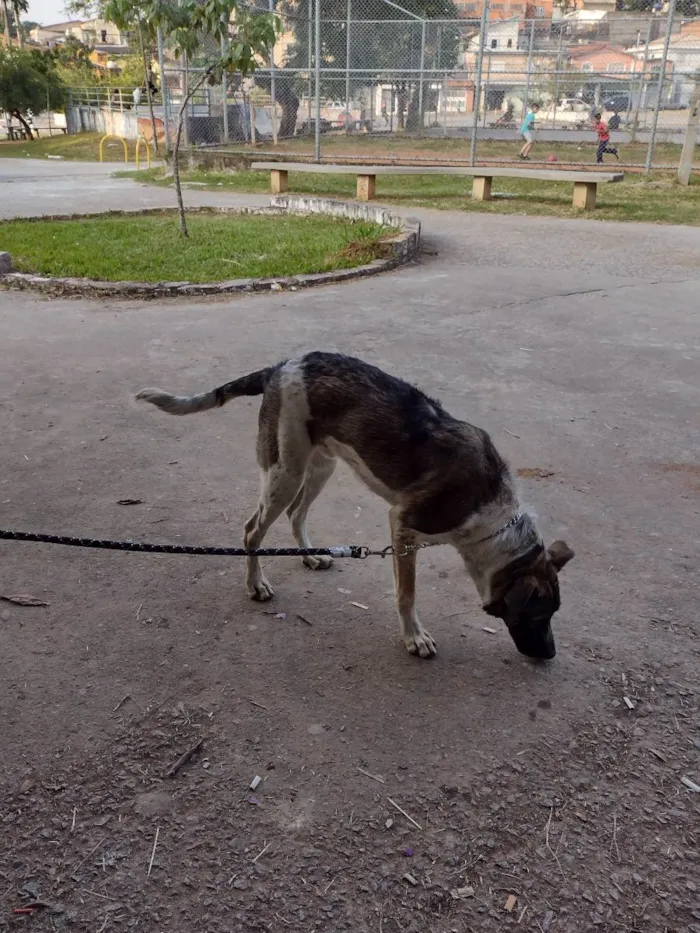 Cachorro ra a SR idade 7 a 11 meses nome Zucky 