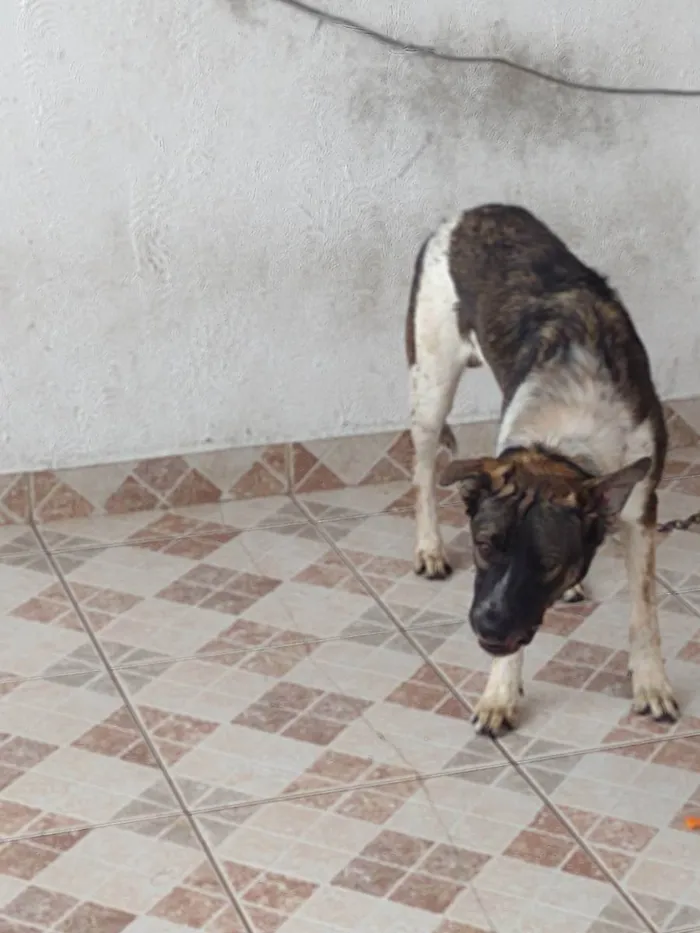 Cachorro ra a SR idade 7 a 11 meses nome Zucky 