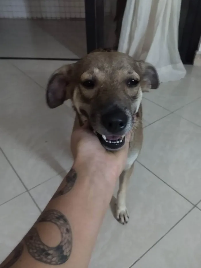 Cachorro ra a SRD idade 1 ano nome Sem nome