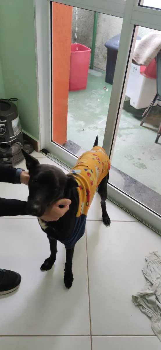 Cachorro ra a VIRA LATA idade 2 anos nome COSTELINHA/OGUM