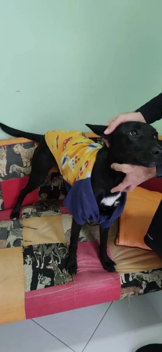 Cachorro ra a VIRA LATA idade 2 anos nome COSTELINHA/OGUM