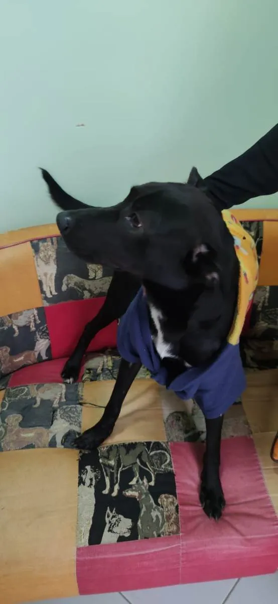 Cachorro ra a VIRA LATA idade 2 anos nome COSTELINHA/OGUM