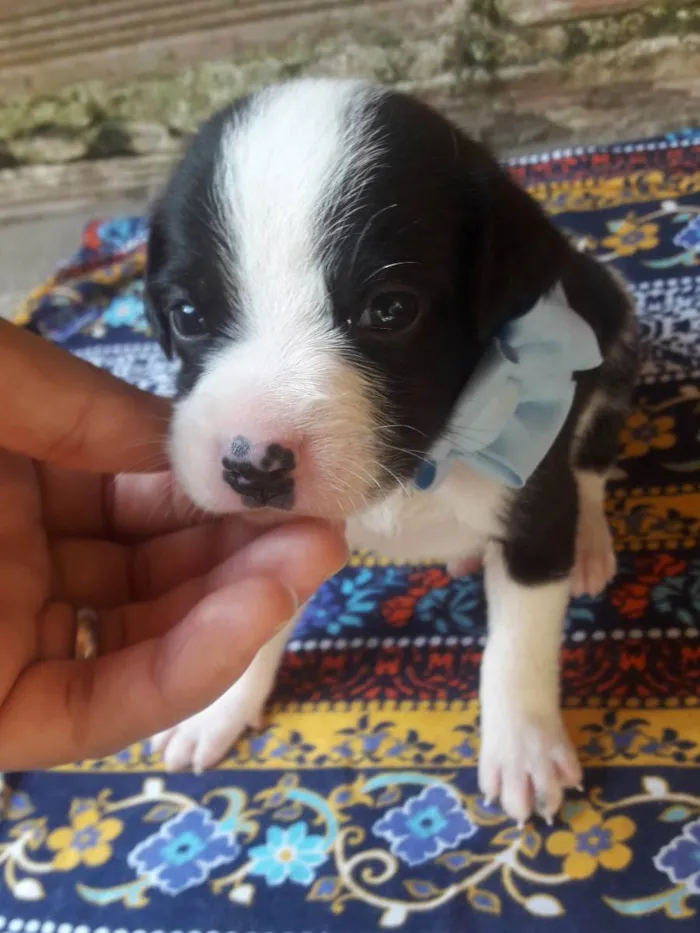 Cachorro raça Vira lata idade Abaixo de 2 meses nome Amelia 