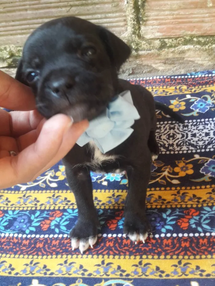 Cachorro raça Vira lata idade Abaixo de 2 meses nome Amelia 