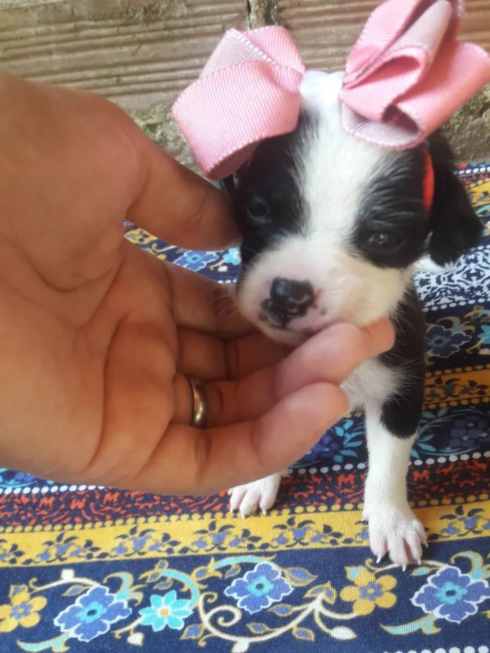 Cachorro raça Vira lata idade Abaixo de 2 meses nome Amelia 