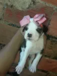 Amelia 