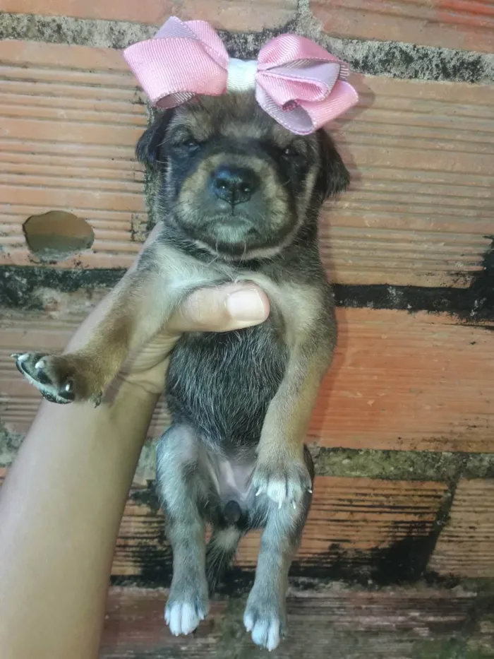 Cachorro raça Vira lata idade Abaixo de 2 meses nome Amelia 