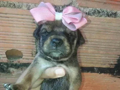 Cachorro raça Vira lata idade Abaixo de 2 meses nome Amelia 
