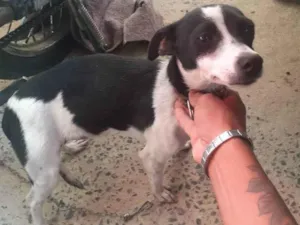 Cachorro raça vira lata idade 7 a 11 meses nome linda