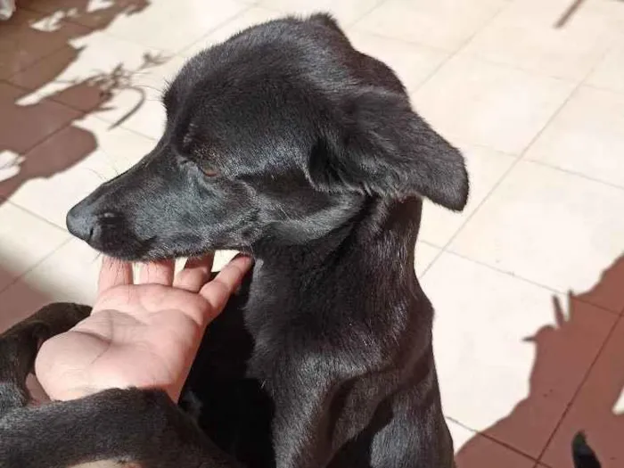 Cachorro ra a Srd idade 1 ano nome Lola