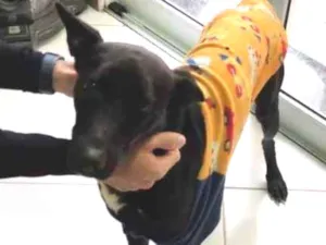 Cachorro raça VIRA LATA idade 2 anos nome COSTELINHA/OGUM