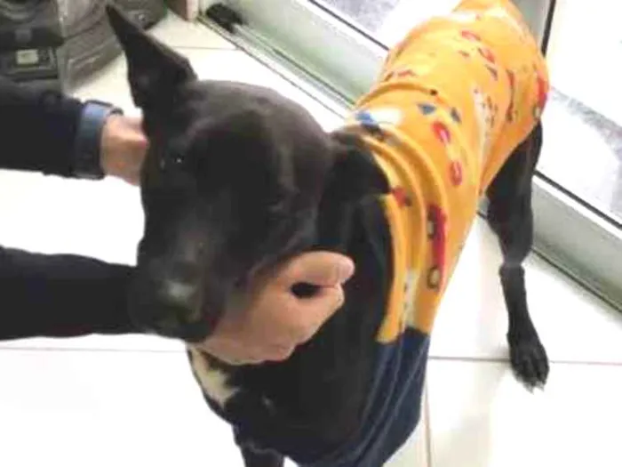 Cachorro ra a VIRA LATA idade 2 anos nome COSTELINHA/OGUM