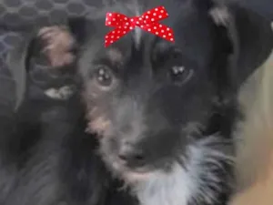 Cachorro raça Mestiça  idade 1 ano nome Lilica 