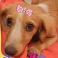 Dalila 