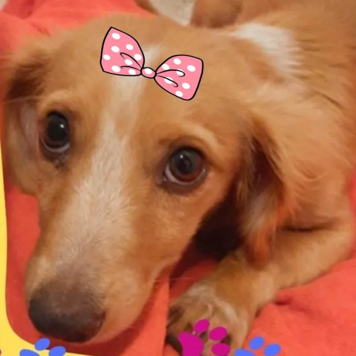 Cachorro ra a Mestiça  idade 2 a 6 meses nome Dalila 
