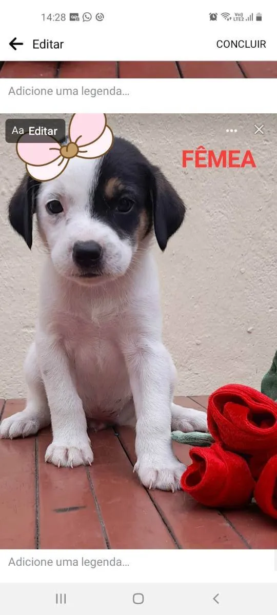 Cachorro ra a Indefinida idade Abaixo de 2 meses nome Pirata