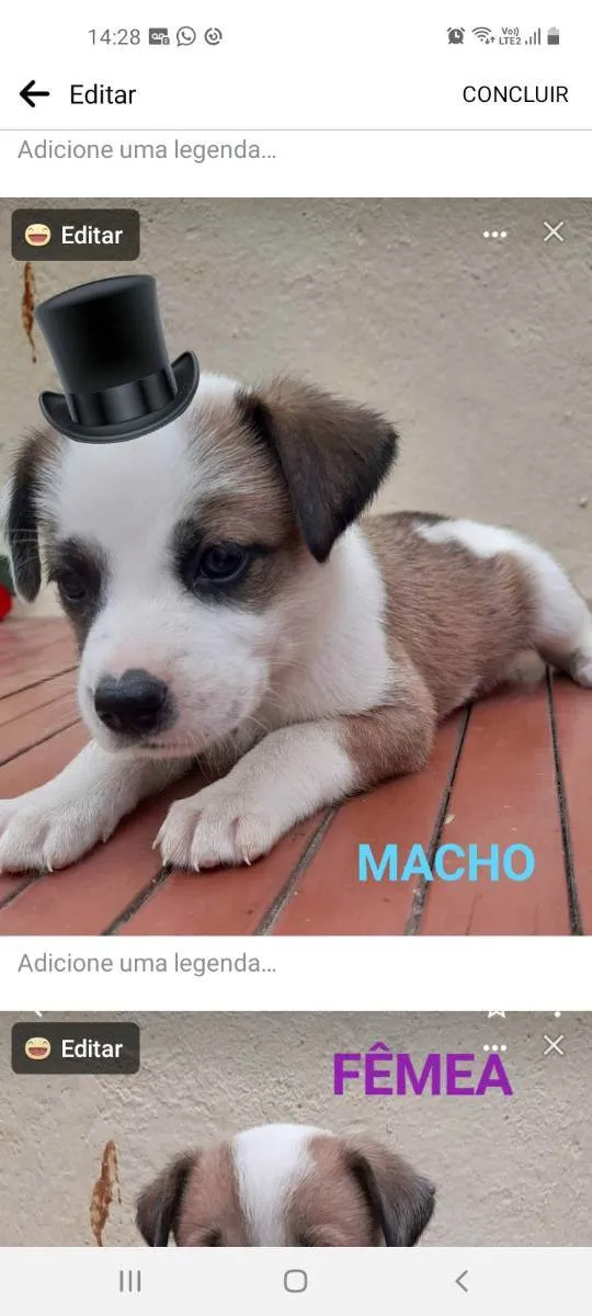 Cachorro ra a Indefinida idade Abaixo de 2 meses nome Pirata