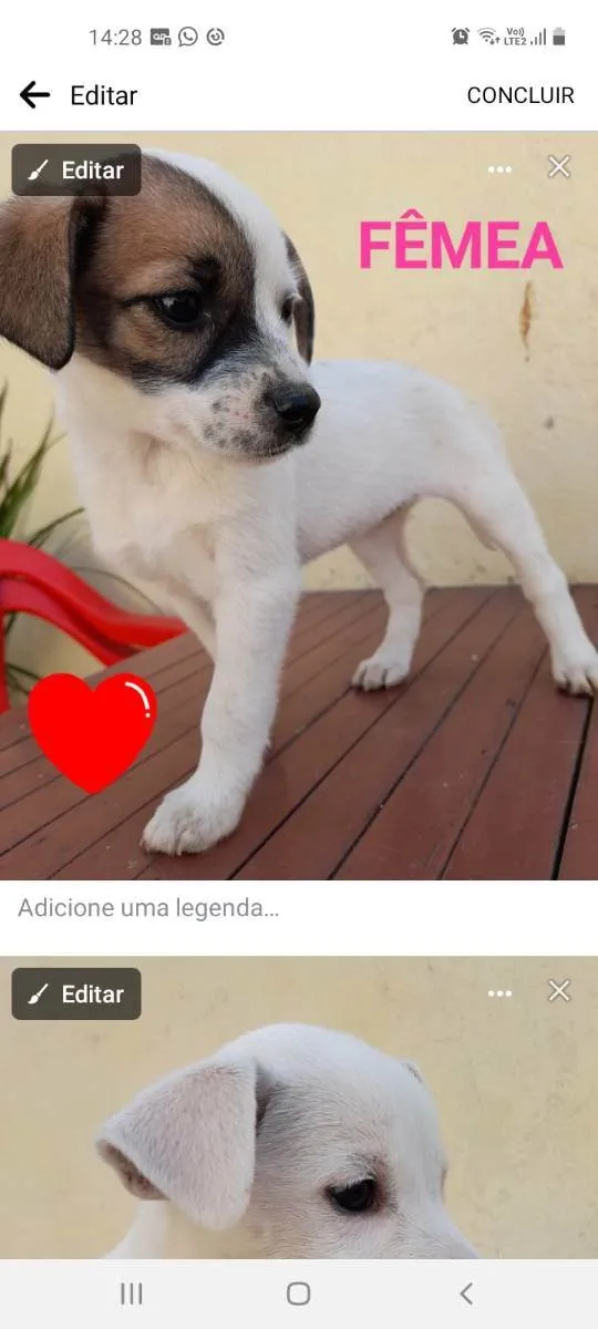 Cachorro ra a Indefinida idade Abaixo de 2 meses nome Pirata