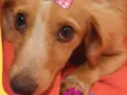 Dalila 